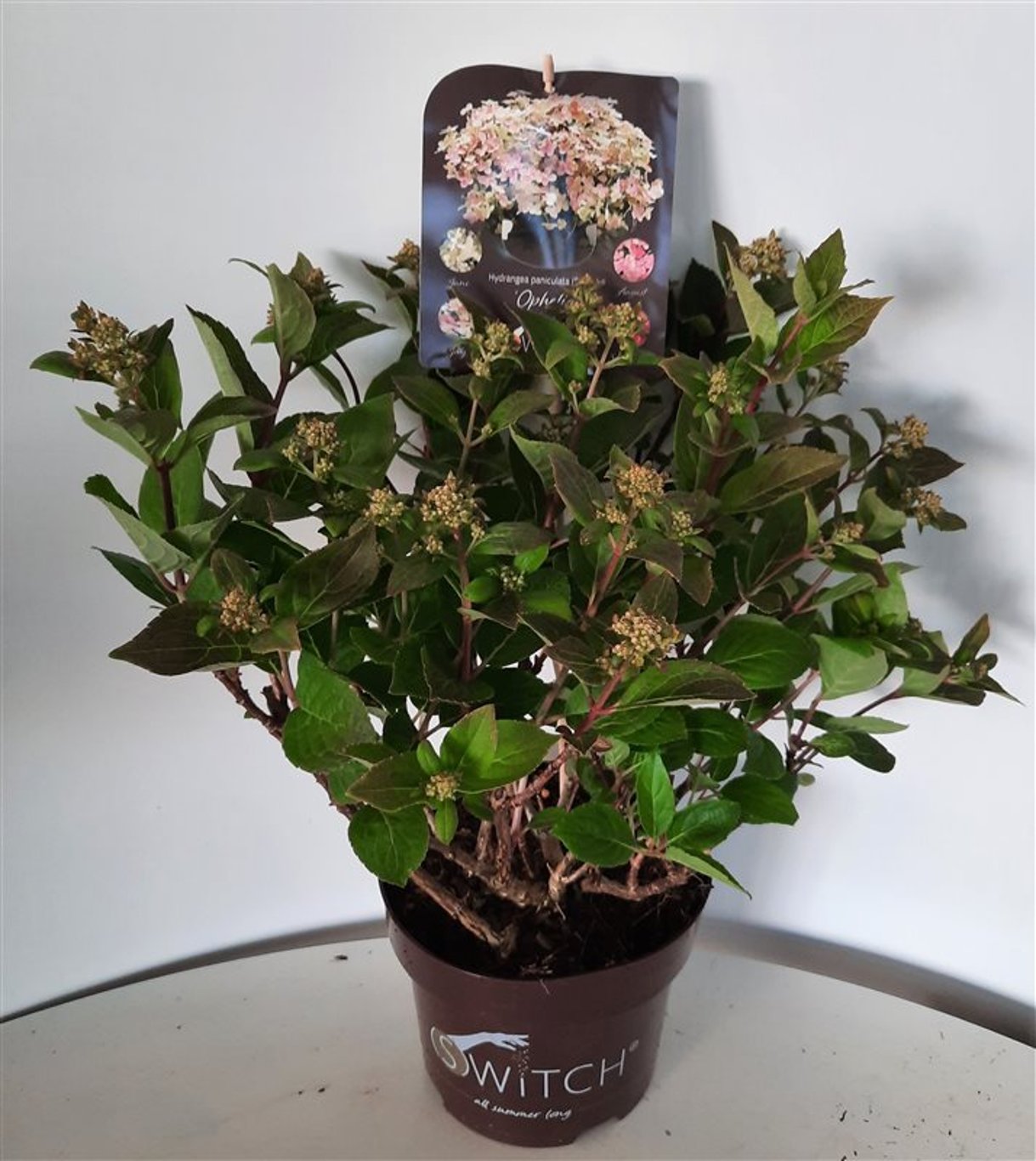 Hydrangea pan. 'Switch Ophelia' - C3 25-30 CM